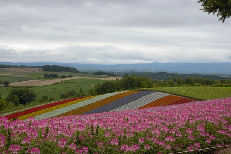 期間限定特別価格 夏の北海道 お花畑のパッチワーク 青い池など 写真 Www Laurence Institut Fr