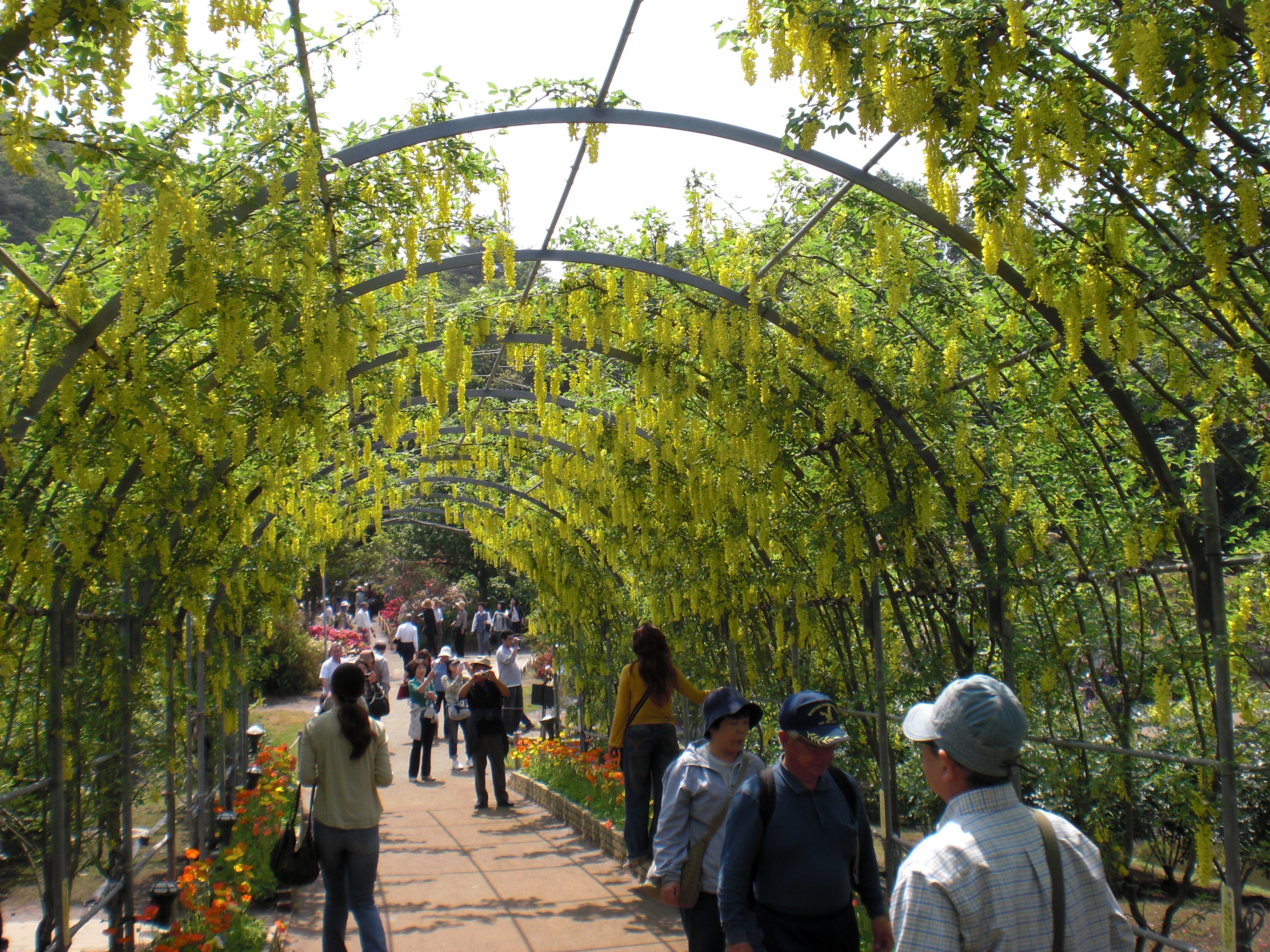 今年も藤の花に会いに ぷー助ののんびりスローライフ