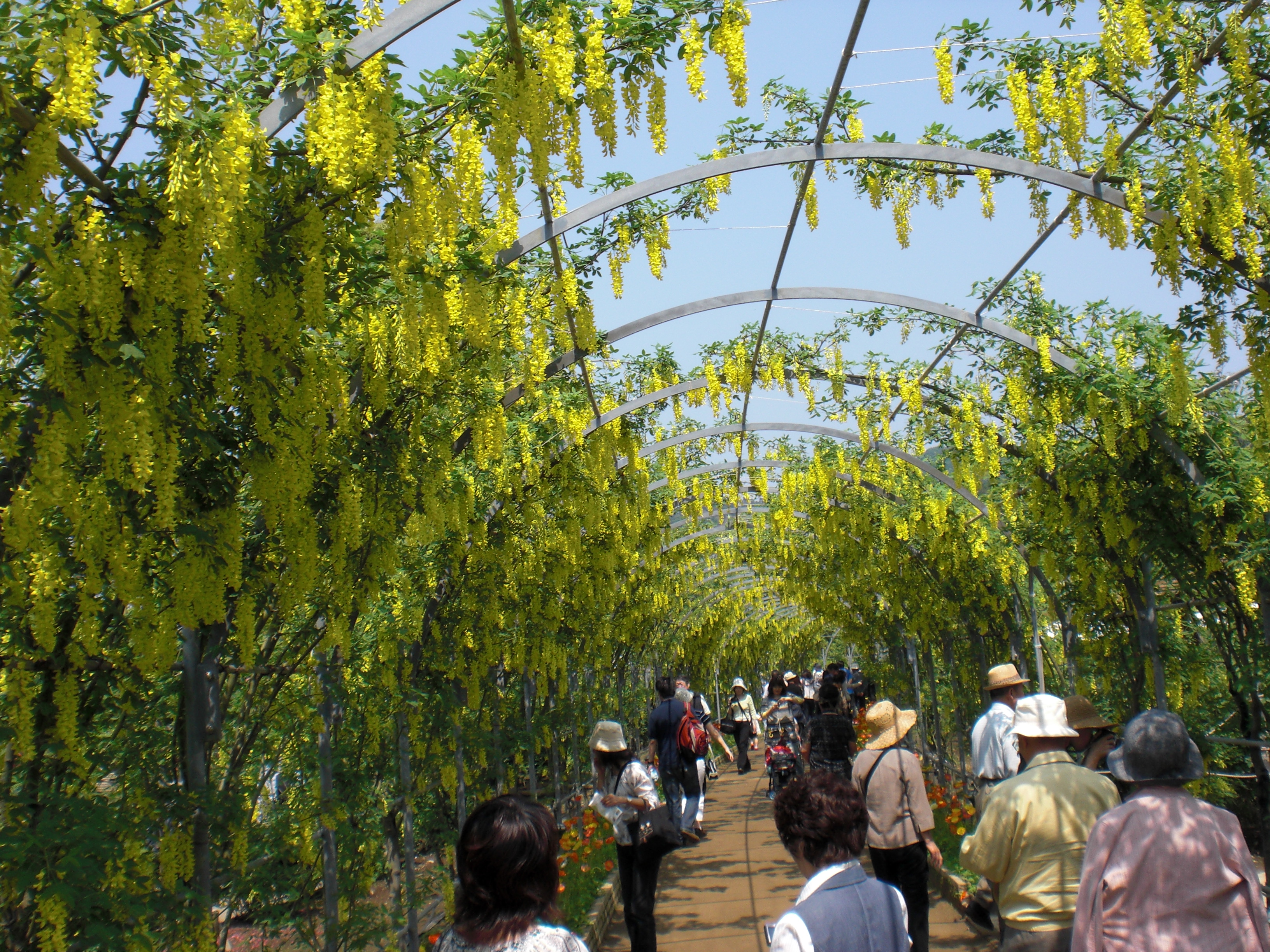 今年も藤の花に会いに ぷー助ののんびりスローライフ